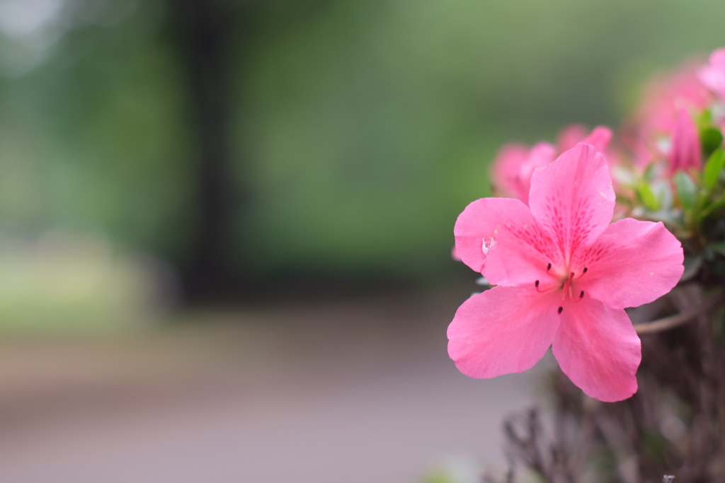 オールドレンズ試験撮影　　MC　ROKKOR－PF　58ｍｍF1.4④