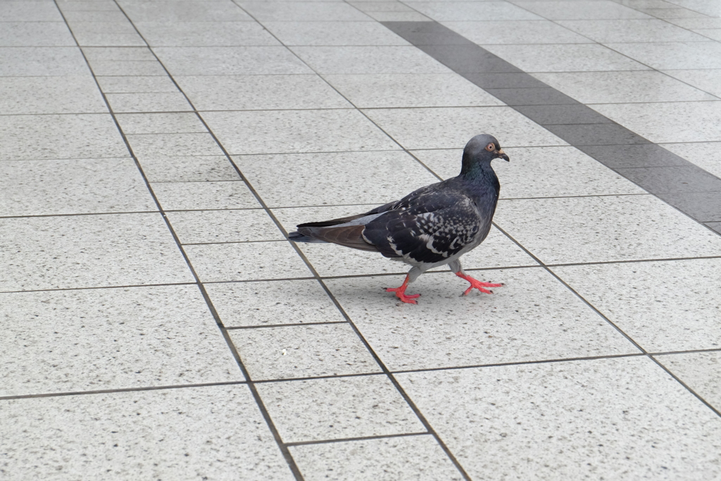 鳩さん