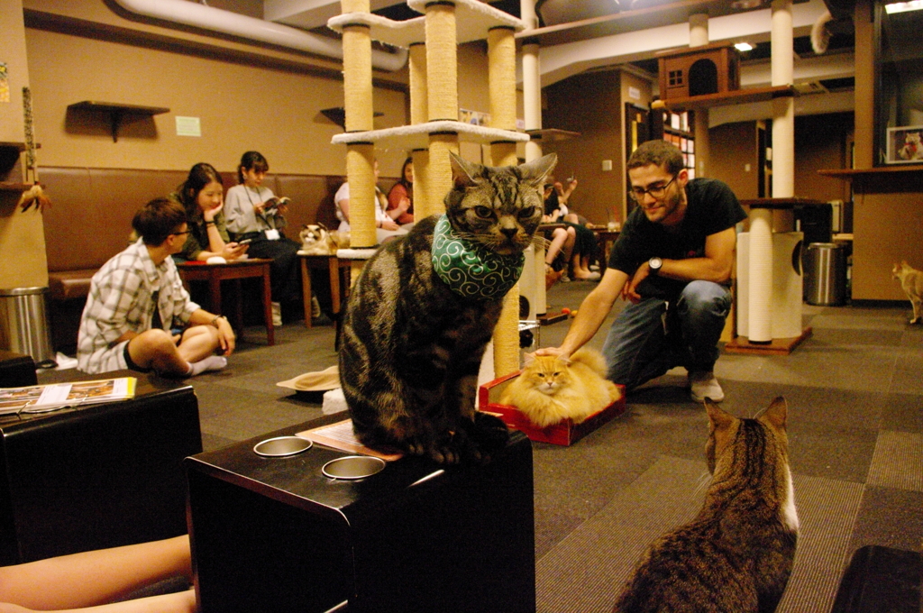 新宿の猫カフェ～店内風景　外人さん多し