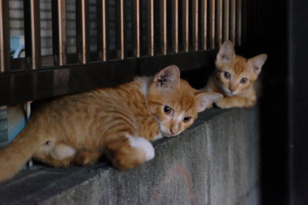 野良の子猫2匹