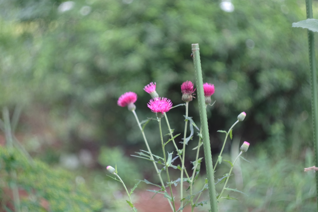オールドレンズ　HELIOS-44M　58ｍｍ　F2.0(ロシア）試験撮影
