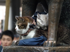 渋谷　　ハチ公像の下の猫ちゃん～かわいい