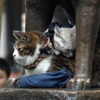 渋谷　　ハチ公像の下の猫ちゃん～かわいい