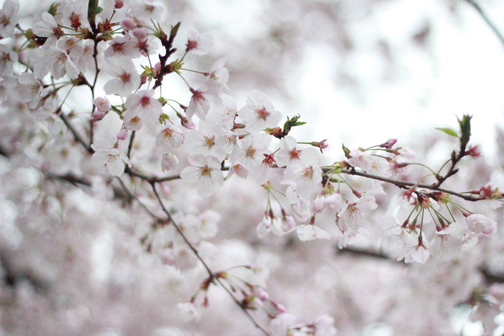 読売ランドの桜