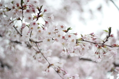 読売ランドの桜