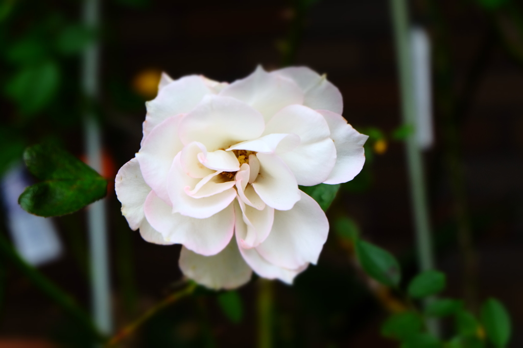 花③