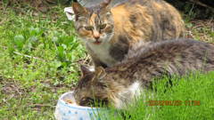 昔家に来た野良猫ちゃん