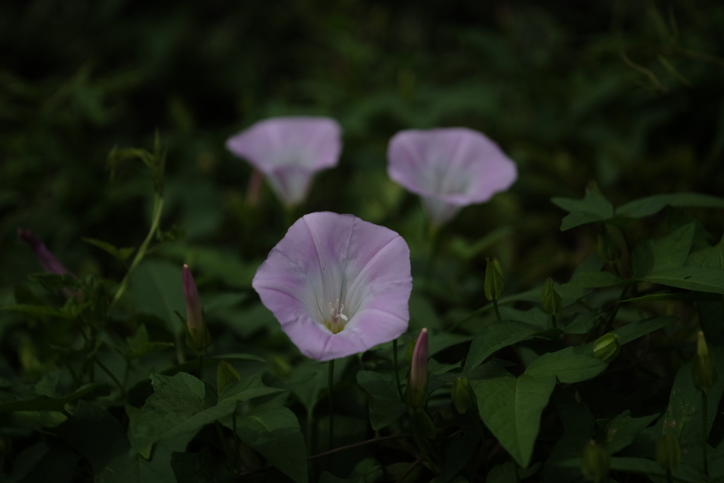 　INDUSTAR-50-2　50ｍｍF3.5　　(ロシア）試験撮影