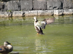 鳥さん