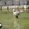 鳥さん