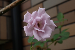 花②