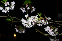 夜桜
