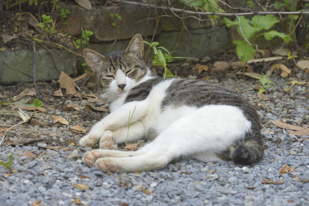 庭にいた猫