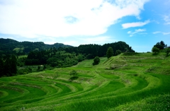 七月の大山千枚田