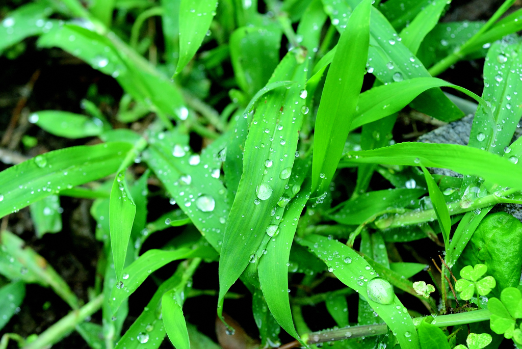 今日の天気は雨