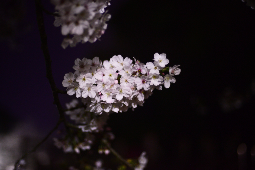 夜桜