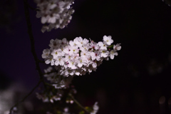 夜桜
