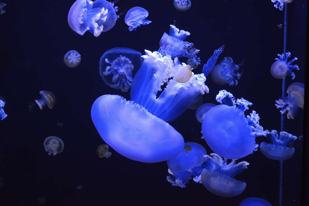 クラゲ ルテウムジェリー