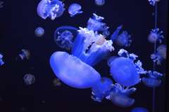 クラゲ ルテウムジェリー