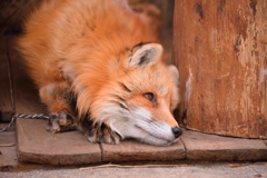 キツネ村にて