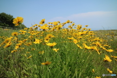 自然のお花畑