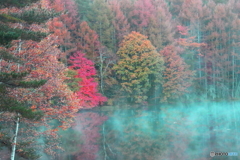 霧煙る紅葉・・・