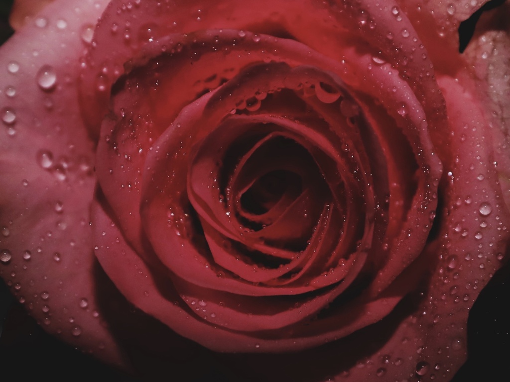 薔薇