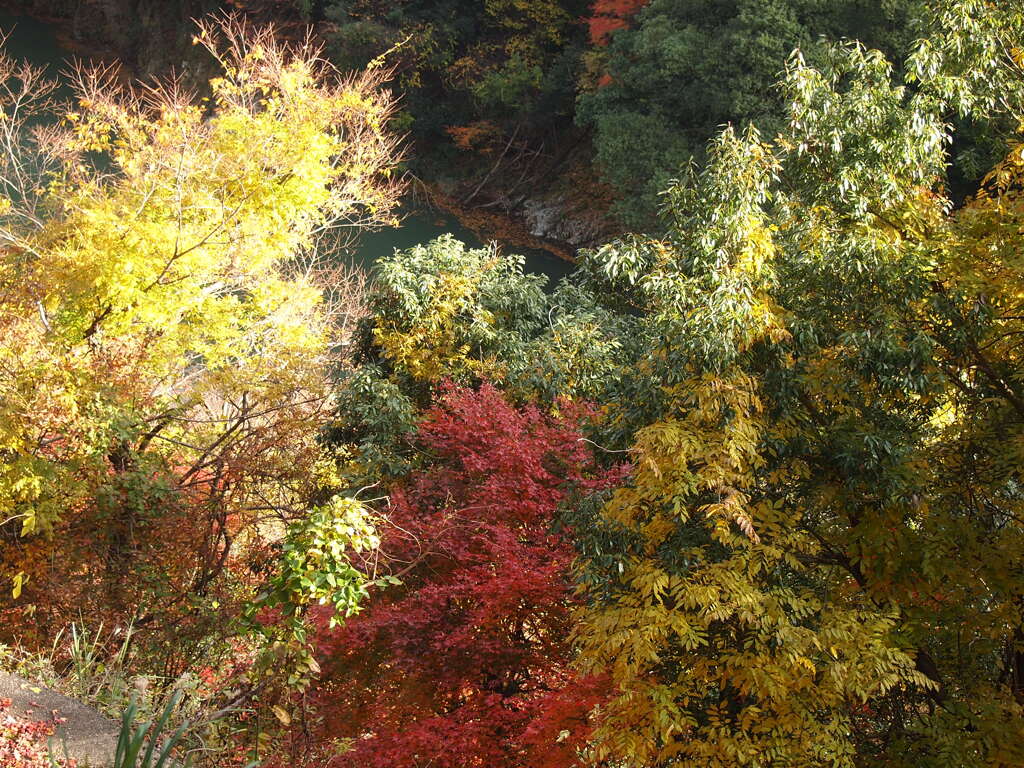 愛知川渓谷の紅葉