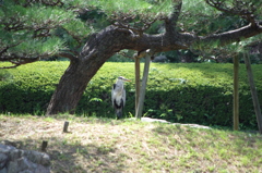 IMGP8941：直立不動の構え