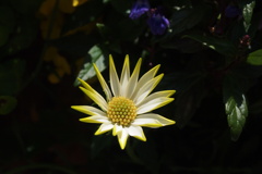 花：4（温室で撮影）