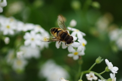 アブの花めぐり