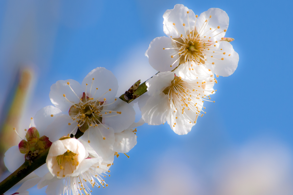 春の花_0318W