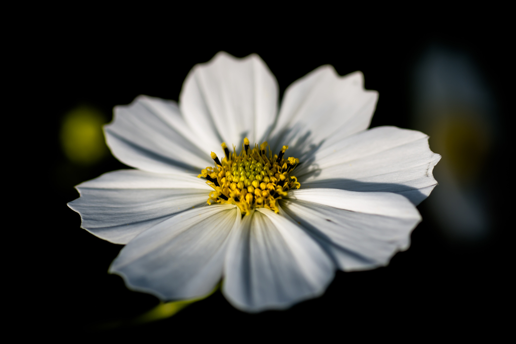 花：19