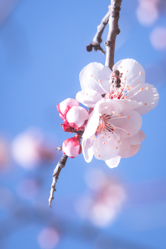 春の花_0317W