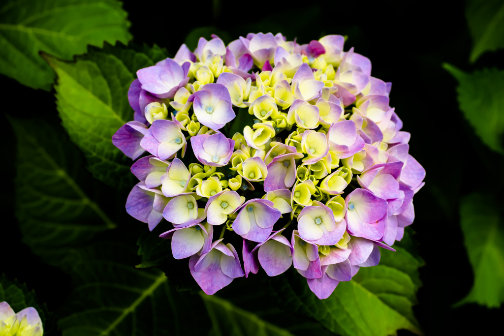 IMGP-9107：紫陽花