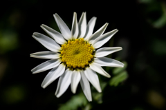 花：17