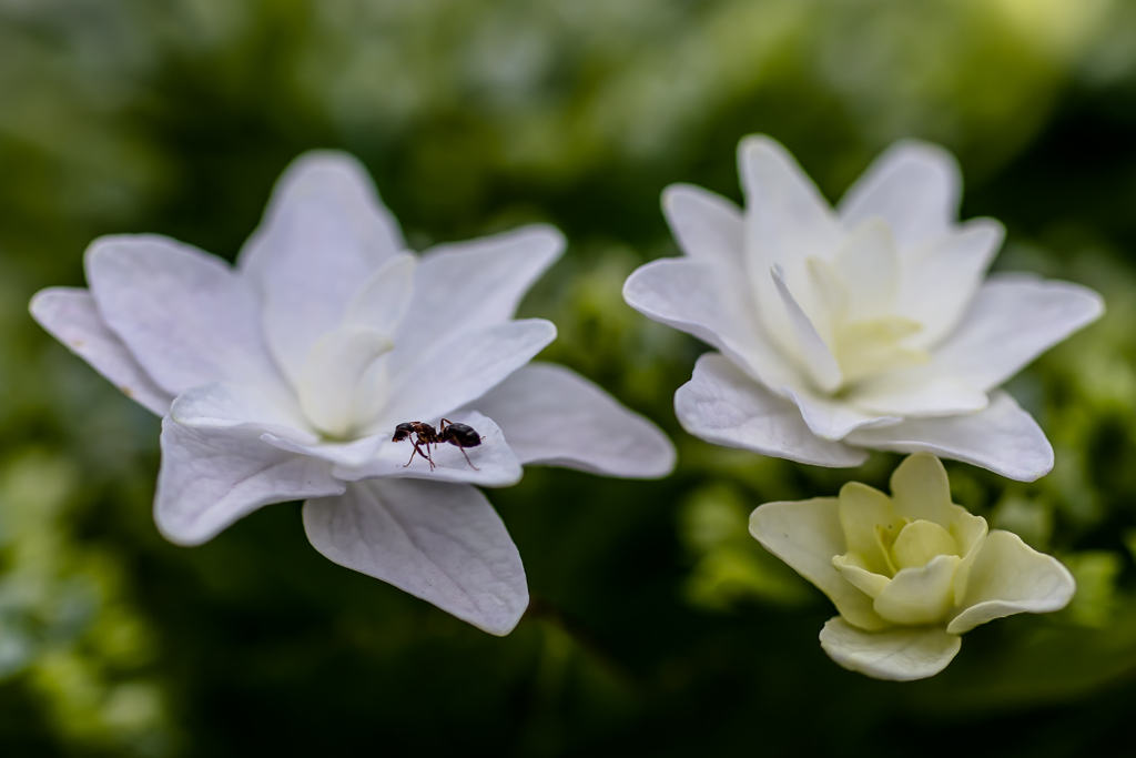 IMGP-9157：紫陽花とアリ