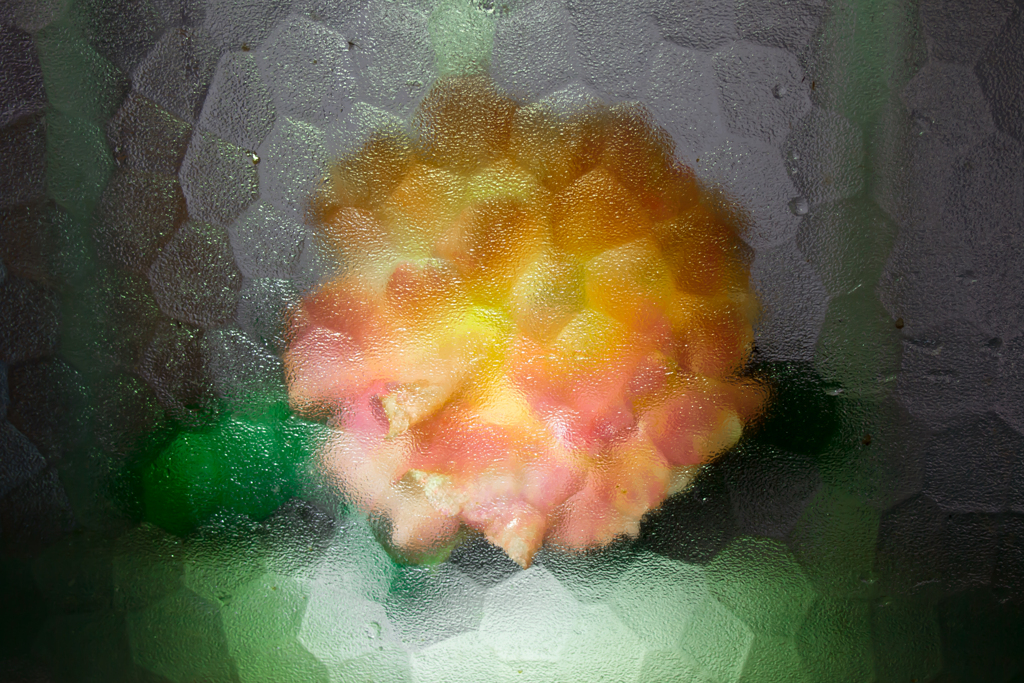 窓裏の薔薇