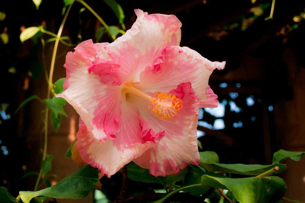 花：13