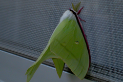 オオミズアオ((ヤママユガ科)):2