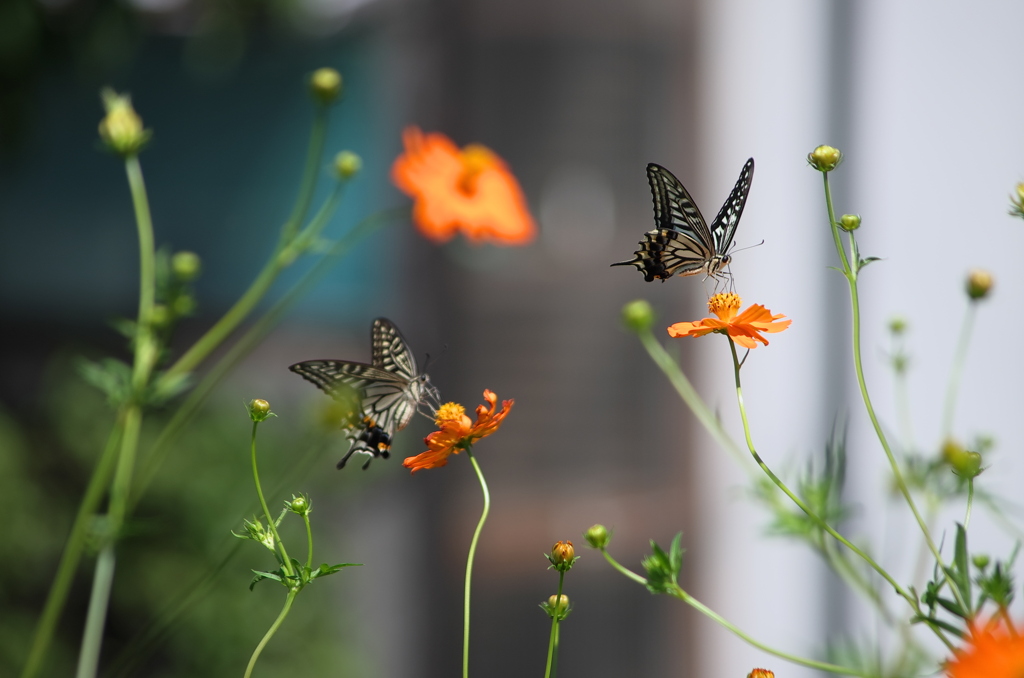 ナミアゲハ蝶：4