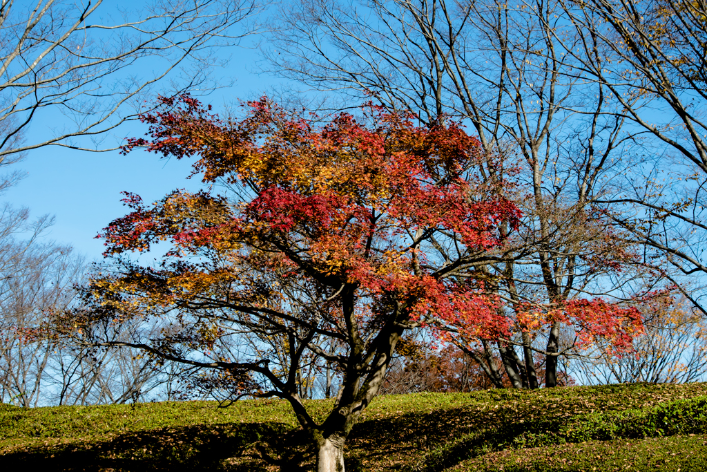 IMGP-風景-8359