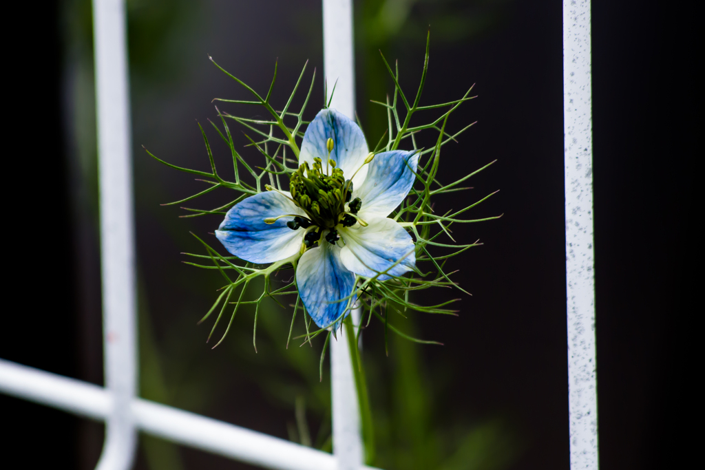 IMGP-8969：花