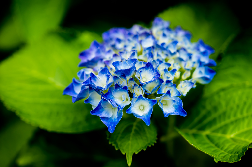 IMGP-9238：紫陽花