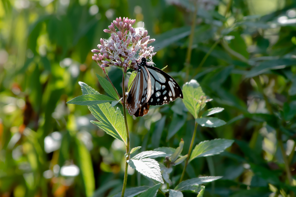 アサギマダラ：5