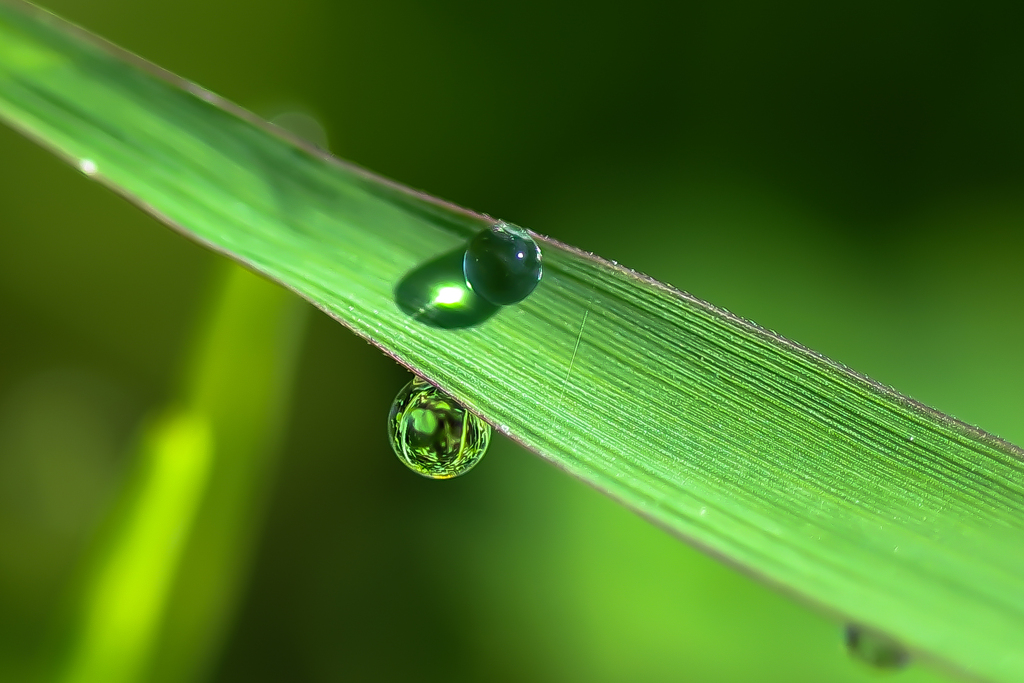 緑色水滴