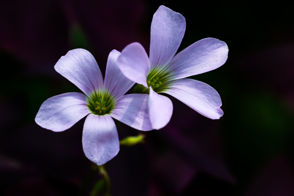 花：20