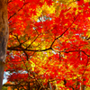 秋の色：3