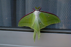 オオミズアオ(ヤママユガ科):1