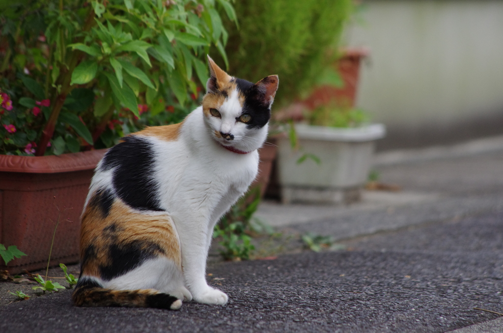 隣の三毛猫君（オス）